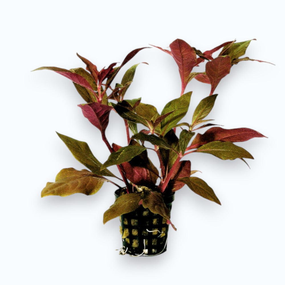 Alternanthera cardinalis - Plante d'aquarium aux feuilles rouge cardinal intense