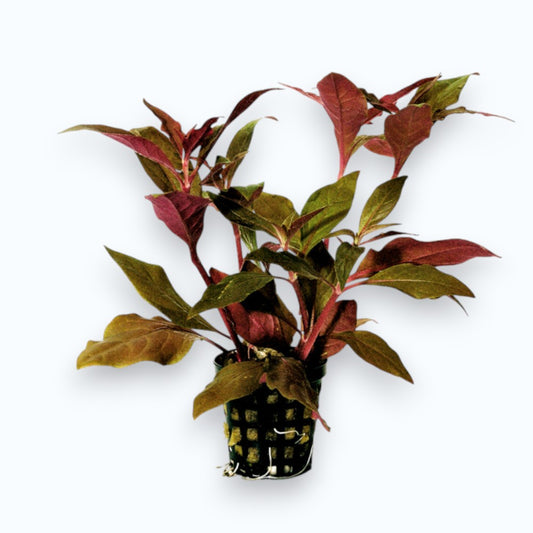 Alternanthera cardinalis - Plante d'aquarium aux feuilles rouge cardinal intense