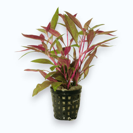 Alternanthera reineckii - Plante d'aquarium aux feuilles rouge-pourpre