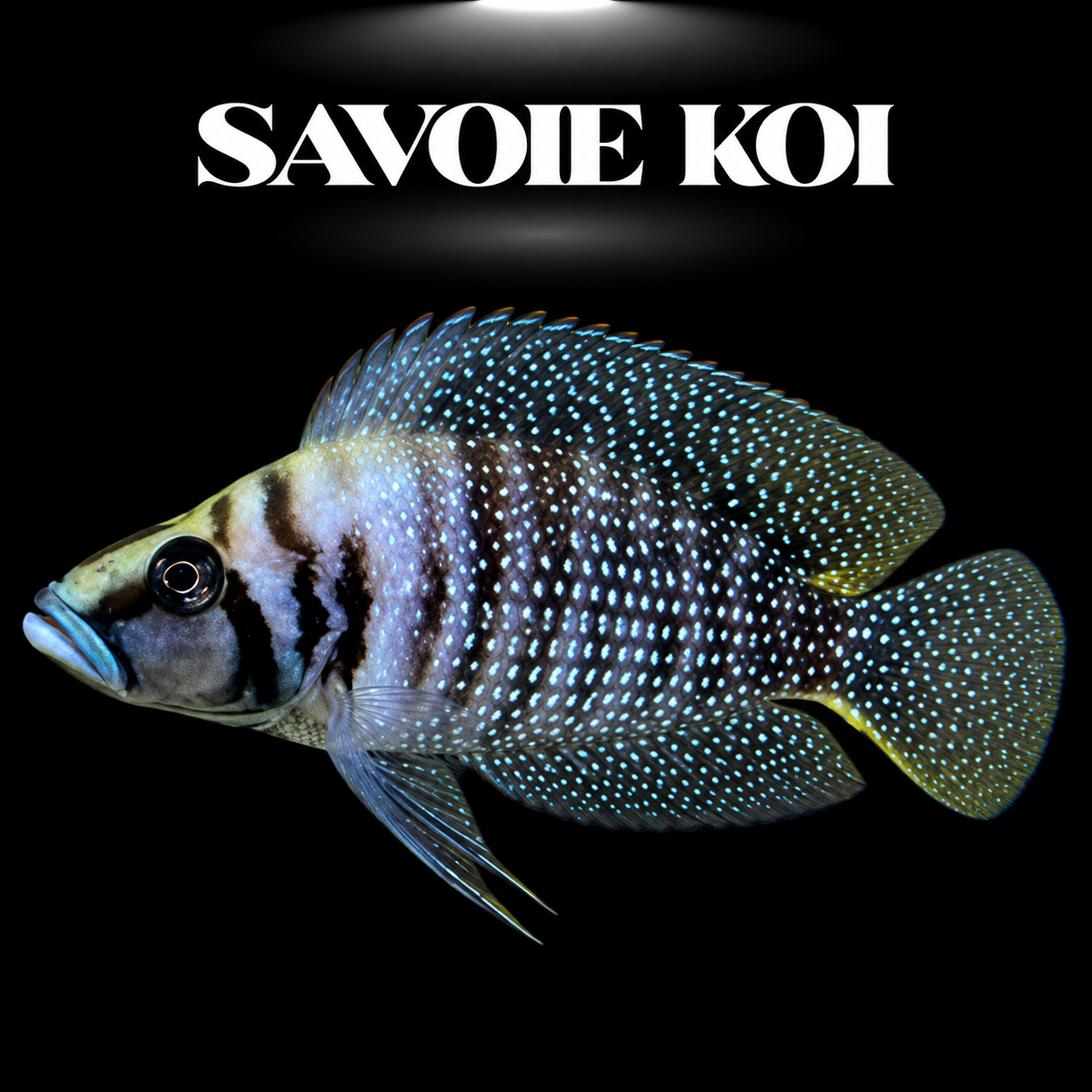 Altolamprologus calvus juvénile 5-6 cm, cichlide Tanganyika à robe sombre et points blanc ivoire, spécimen Savoie Koi