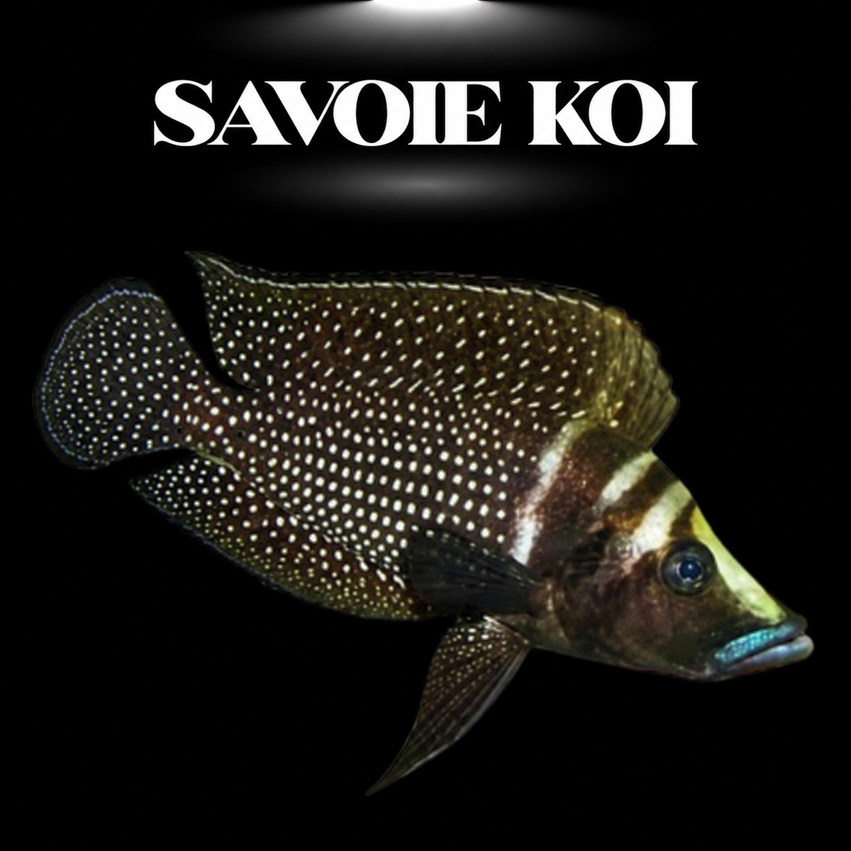 Altolamprologus calvus Black juvénile 3-5 cm, morph noir à points blanc nacré, cichlide Tanganyika — Savoie Koi