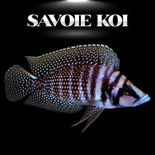Altolamprologus calvus Black Pearl juvénile 4-5 cm, robe noire constellée de points blanc nacré, cichlide Tanganyika — Savoie Koi