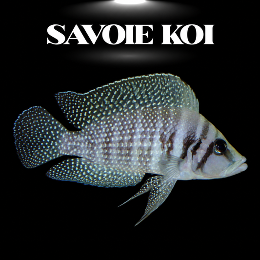 Altolamprologus calvus White Chaitika, morph blanc nacré de Chaitika (Zambie), cichlide Tanganyika — Savoie Koi