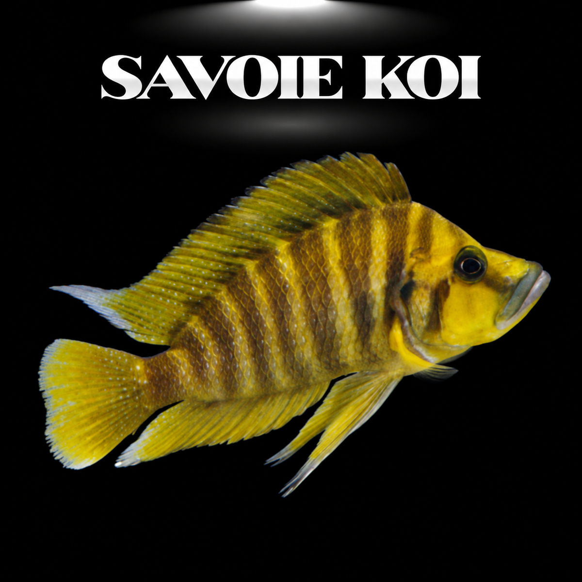 Altolamprologus compressiceps Chaitika juvénile 4-5 cm, forme sauvage de Zambie, cichlide Tanganyika — Savoie Koi