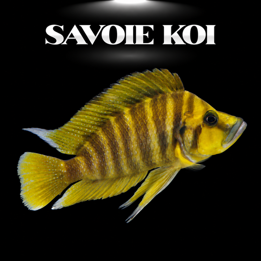 Altolamprologus compressiceps Chaitika juvénile 4-5 cm, forme sauvage de Zambie, cichlide Tanganyika — Savoie Koi