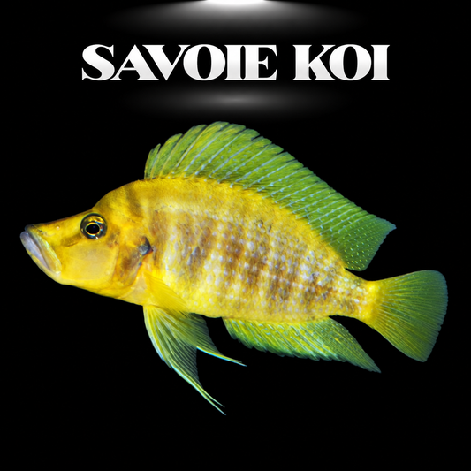 Altolamprologus compressiceps Mandarin Titcha 7-9 cm, cichlide orange et bleu du lac Tanganyika, spécimen sub-adulte — Savoie Koi