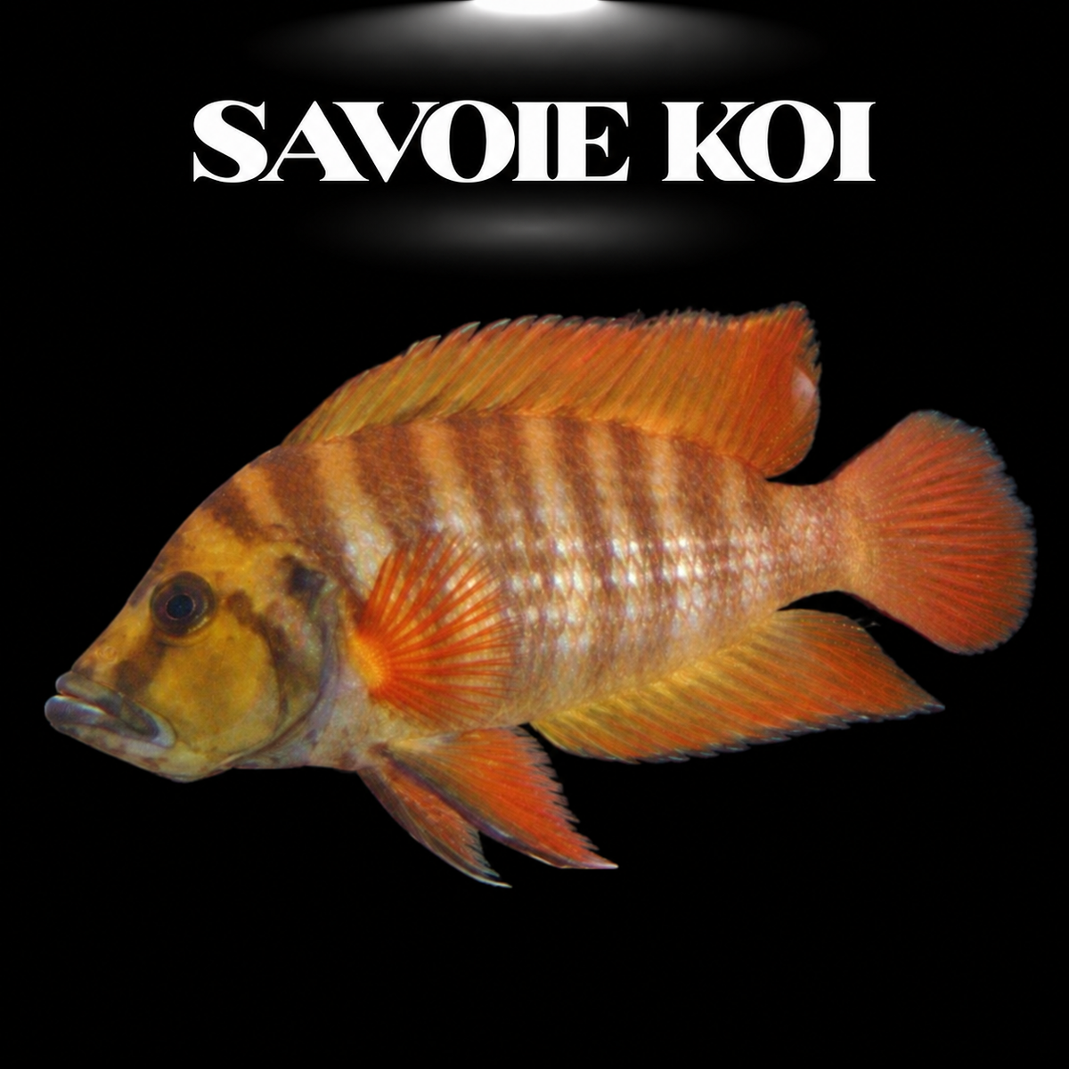 Altolamprologus compressiceps Red Fin, cichlide Tanganyika à nageoires rouge vif, spécimen de collection — Savoie Koi
