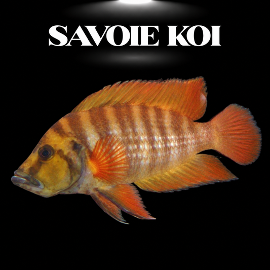 Altolamprologus compressiceps Red Fin, cichlide Tanganyika à nageoires rouge vif, spécimen de collection — Savoie Koi