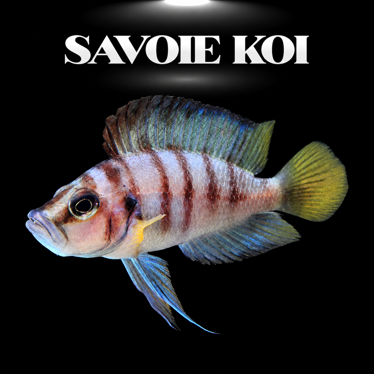 Altolamprologus sp. Sumbu Shell juvénile 3-4 cm, shell-dweller nain du lac Tanganyika, Zambie — Savoie Koi