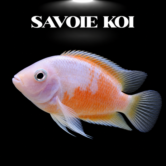 Amatitlania nigrofasciatum albinos juvénile 3-4 cm, cichlідé convict à robe blanc nacré, sur fond sombre – Savoie Koi