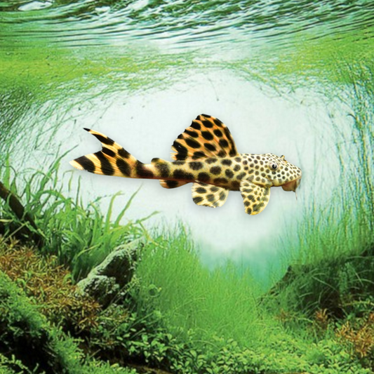 Ancistomus sabaji L075 – Pleco Paon, juvénile 5-6 cm, corps brun foncé parsemé de points dorés lumineux