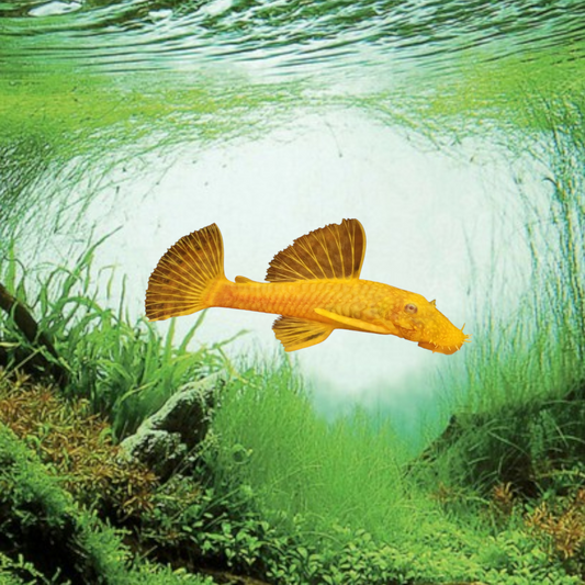 Ancistrus gold 4 cm poisson nettoyeur doré aquarium eau douce