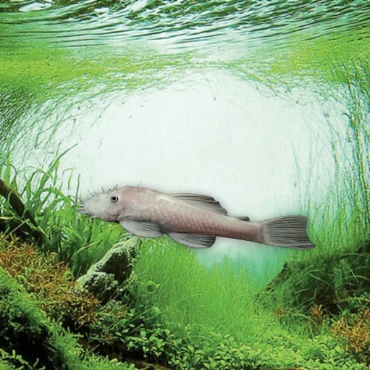 Ancistrus snow white poisson nettoyeur mangeur d’algues en aquarium d’eau douce