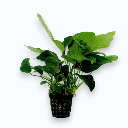 Anubias barteri nana - Plante d'aquarium aux feuilles vert foncé compactes et brillantes