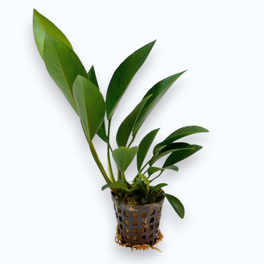 Anubias congensis - Plante d'aquarium robuste à grandes feuilles pour aquascaping