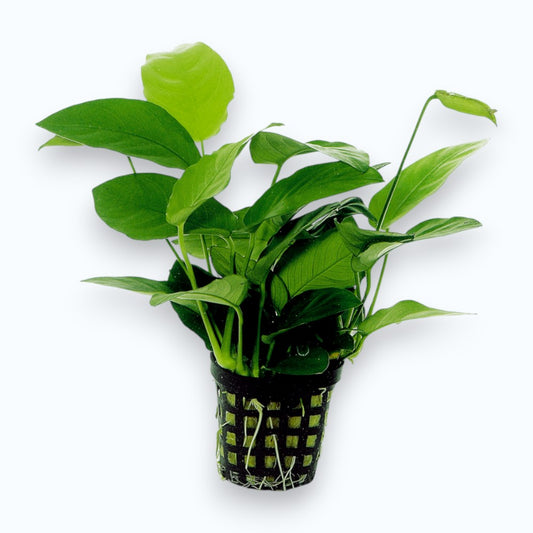Anubias nana - Plante d'aquarium aux feuilles vert foncé épaisses et brillantes