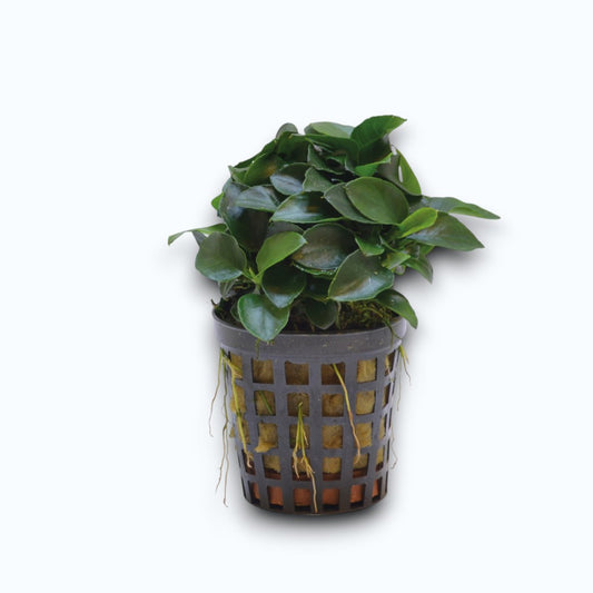 Anubias nana bonsai - Plante d'aquarium miniature aux feuilles vert foncé compactes et arrondies