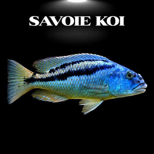 Aristochromis christyi 4-5 cm – cichlide haplochromine du Lac Malawi à la livrée bleue irisée