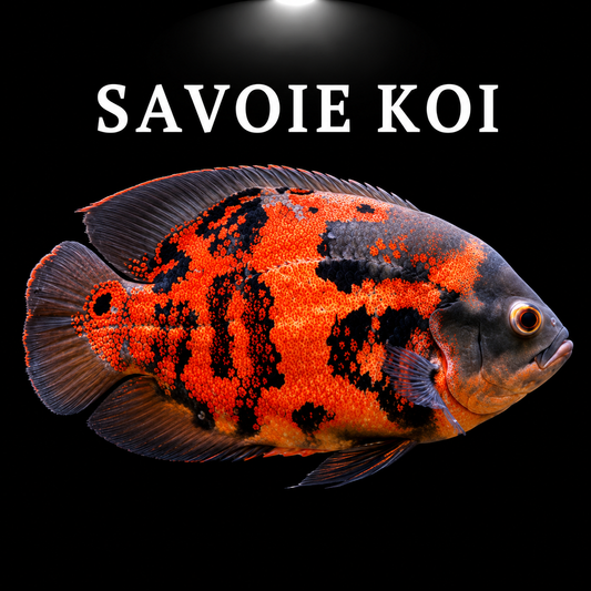 Astronotus ocellatus red tiger 5-7cm robe rouge intense rayures tigrées noires