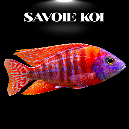 Aulonocara Rubin Red mâle, cichlidé Paon aux teintes rouge rubis et orangées intenses sur fond noir — Savoie Koi