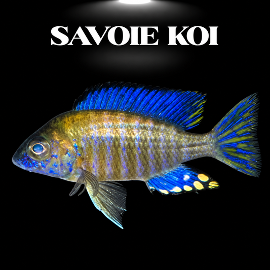 Aulonocara ethelwynnae mâle, cichlidé Paon du lac Malawi, livrée bleue et dorée sur fond noir — Savoie Koi