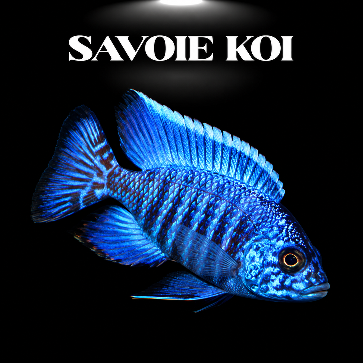 Aulonocara stuartgranti Chilumba mâle, cichlidé Paon de localité pure du lac Malawi, tête bleue violacée et flancs dorés sur fond noir — Savoie Koi