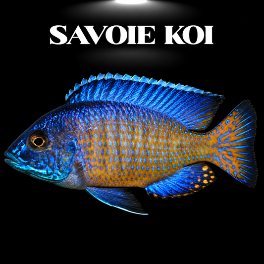Aulonocara stuartgranti Ngara Flametail mâle, cichlidé Paon du lac Malawi, avant-corps bleu royal et queue orangée flamboyante sur fond noir — Savoie Koi