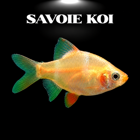 Barbus de Sumatra doré - Puntigrus tetrazona variété gold en aquarium
