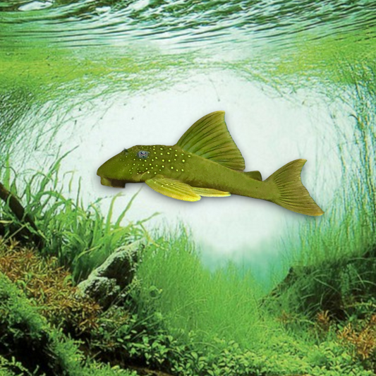 Baryancistrus demantoides L200 – Green Phantom Pleco, 7-8 cm, robe vert émeraude ponctuée de points jaune-crème, nageoire dorsale élevée