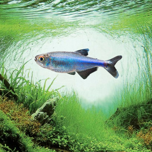 Boehlkea fredcochui (Tétra bleu du Pérou) dans aquarium planté amazonien, montrant la ligne bleue électrique iridescente caractéristique sur corps argenté translucide