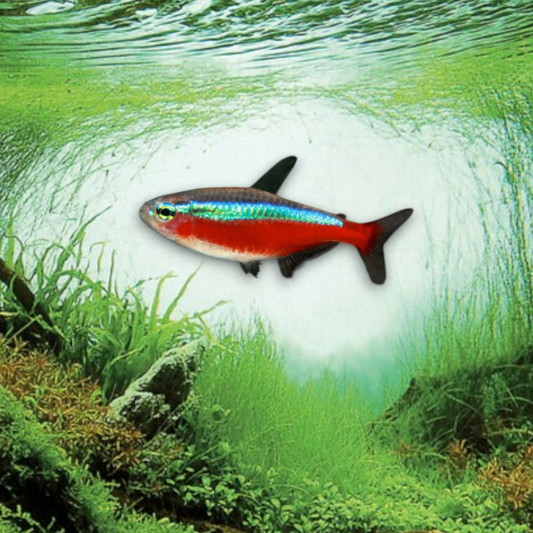 Cardinalis (Paracheirodon axelrodi)  dans aquarium planté, montrant la bande rouge éclatante et la ligne bleue iridescente caractéristiques