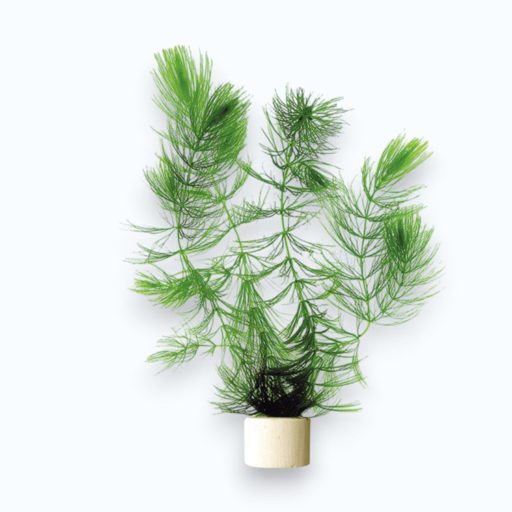 Ceratophyllum demersum - Plante d'aquarium flottante au feuillage vert foncé finement découpé et plumeux