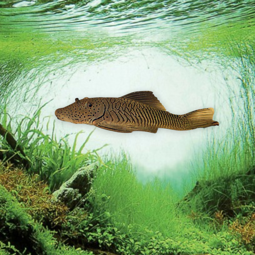 Chaetostoma thomasi L146 – Bulldog Pleco, juvénile 4-5 cm, corps trapu brun-grisâtre moucheté, bouche ventouse caractéristique