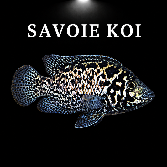 Cichlasoma tetracanthus – Cuban Cichlid, juvénile 5 cm, robe gris-argenté à reflets bleutés et taches noires irisées, endémique de Cuba