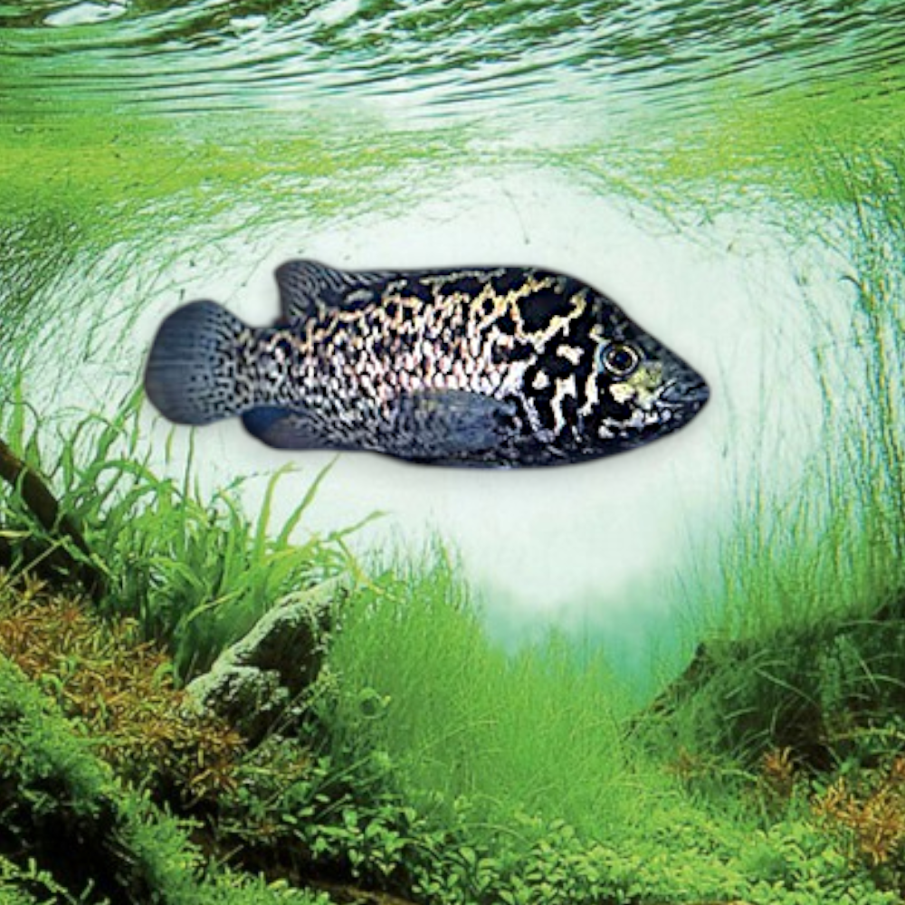 Cichlasoma tetracanthus – Cuban Cichlid, juvénile 5 cm, robe gris-argenté à reflets bleutés et taches noires irisées, endémique de Cuba
