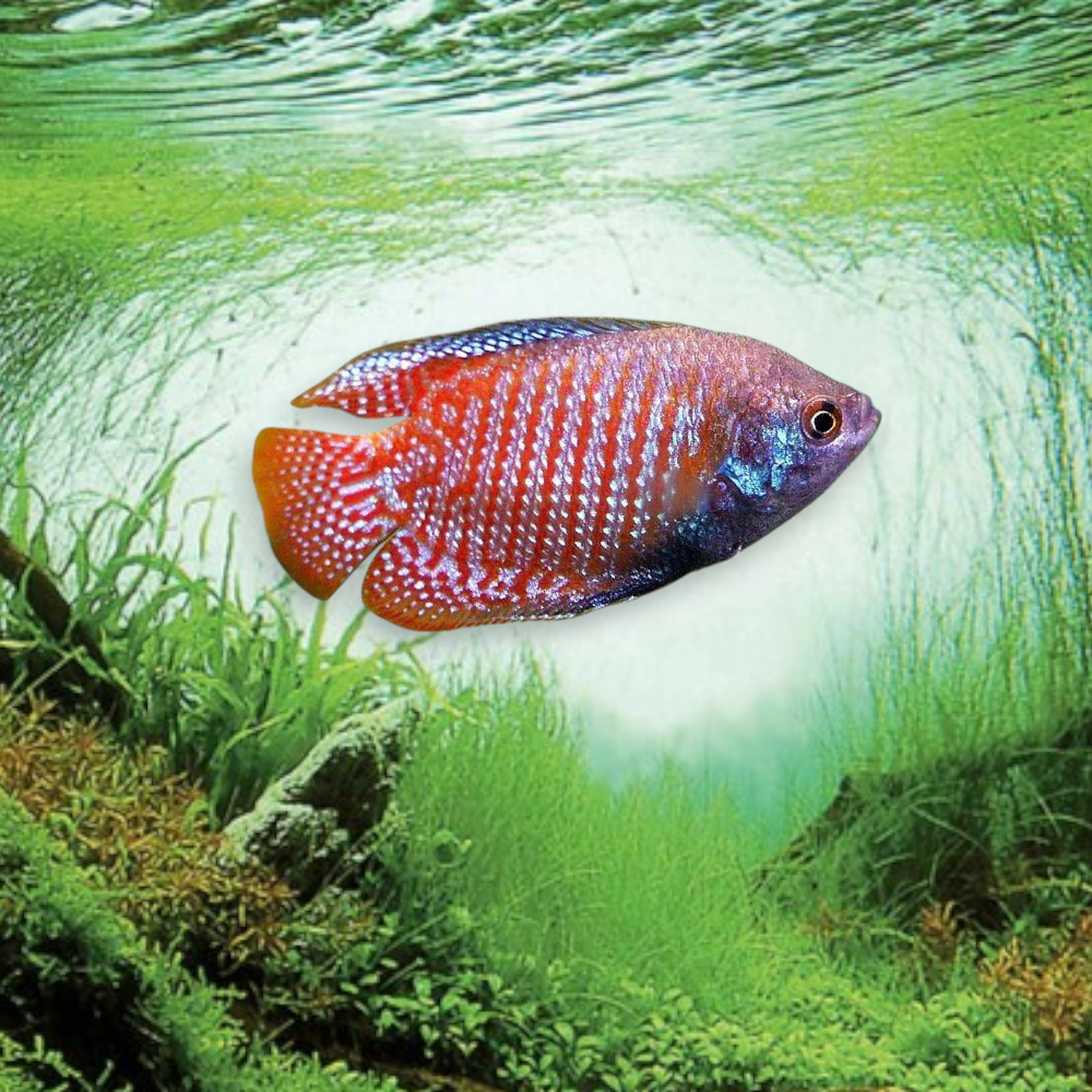 Colisa lalia Gourami nain 4-5 cm rayures rouge orangé bleu turquoise aquarium tropical planté eau douce
