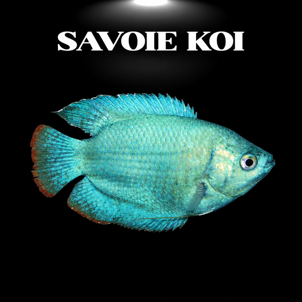 Colisa lalia cobalt - Trichogaster lalius robe bleu cobalt métallisé intense petit gourami paisible aquarium tropical planté
