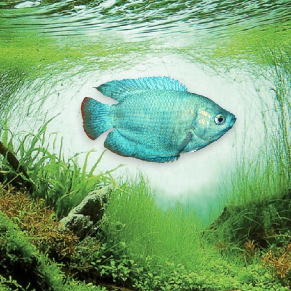 Colisa lalia cobalt - Trichogaster lalius robe bleu cobalt métallisé intense petit gourami paisible aquarium tropical planté