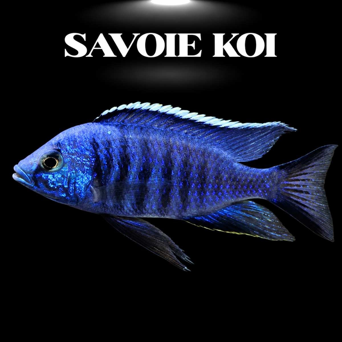 Copadichromis azureus 7-9 cm — cichlide bleu azur du Lac Malawi, trois taches noires caractéristiques, spécimen sélectionné | Savoie Koi
