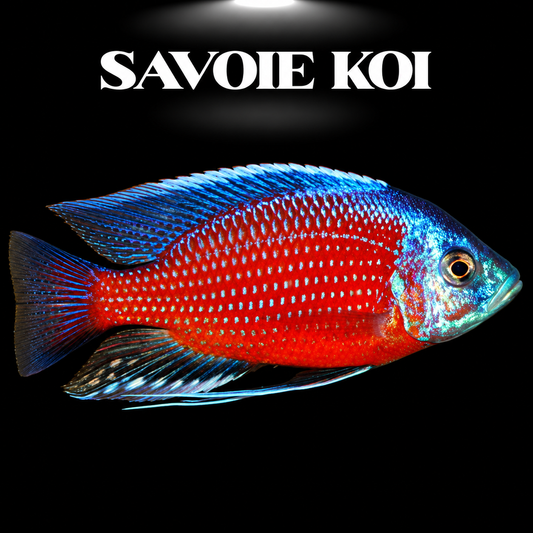 Copadichromis borleyi Redfin 8-11 cm — cichlide bleu cobalt aux nageoires rouge-orange vif du Lac Malawi, spécimen sélectionné | Savoie Koi