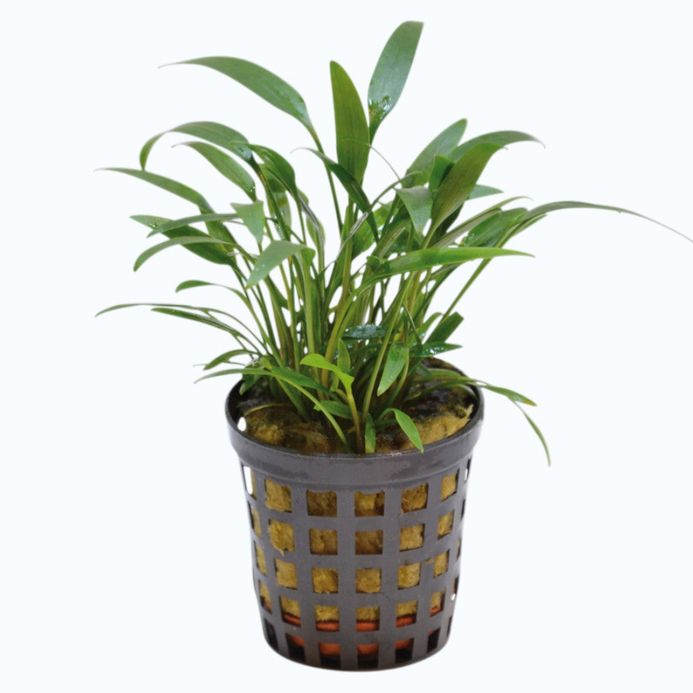 Cryptocoryne amicorum plante aquarium feuilles vert olive brun rouge rosette avant-plan milieu aquascaping low-tech