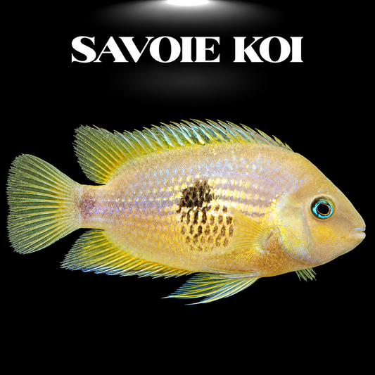 Cryptoheros myrnae juvénile 3-4 cm, cichlідé nain rare du Costa Rica aux reflets bleutés et dorés, sur fond sombre – Savoie Koi