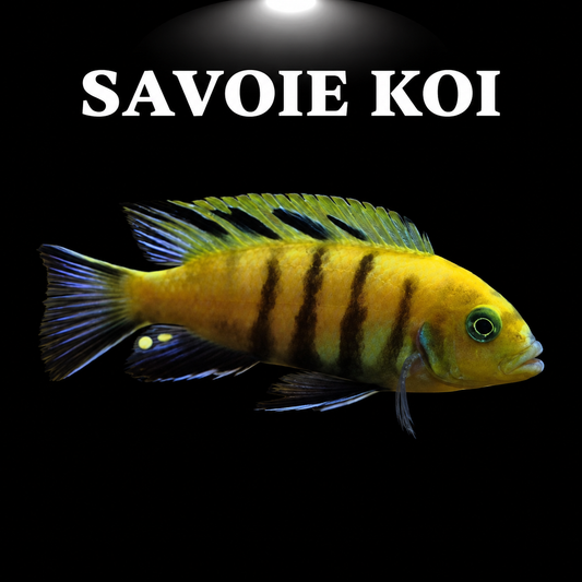 Cynotilapia Lion's Sanga 4-6 cm – Mbuna bleu électrique à barres sombres du lac Malawi, variété géographique Lion's Sanga