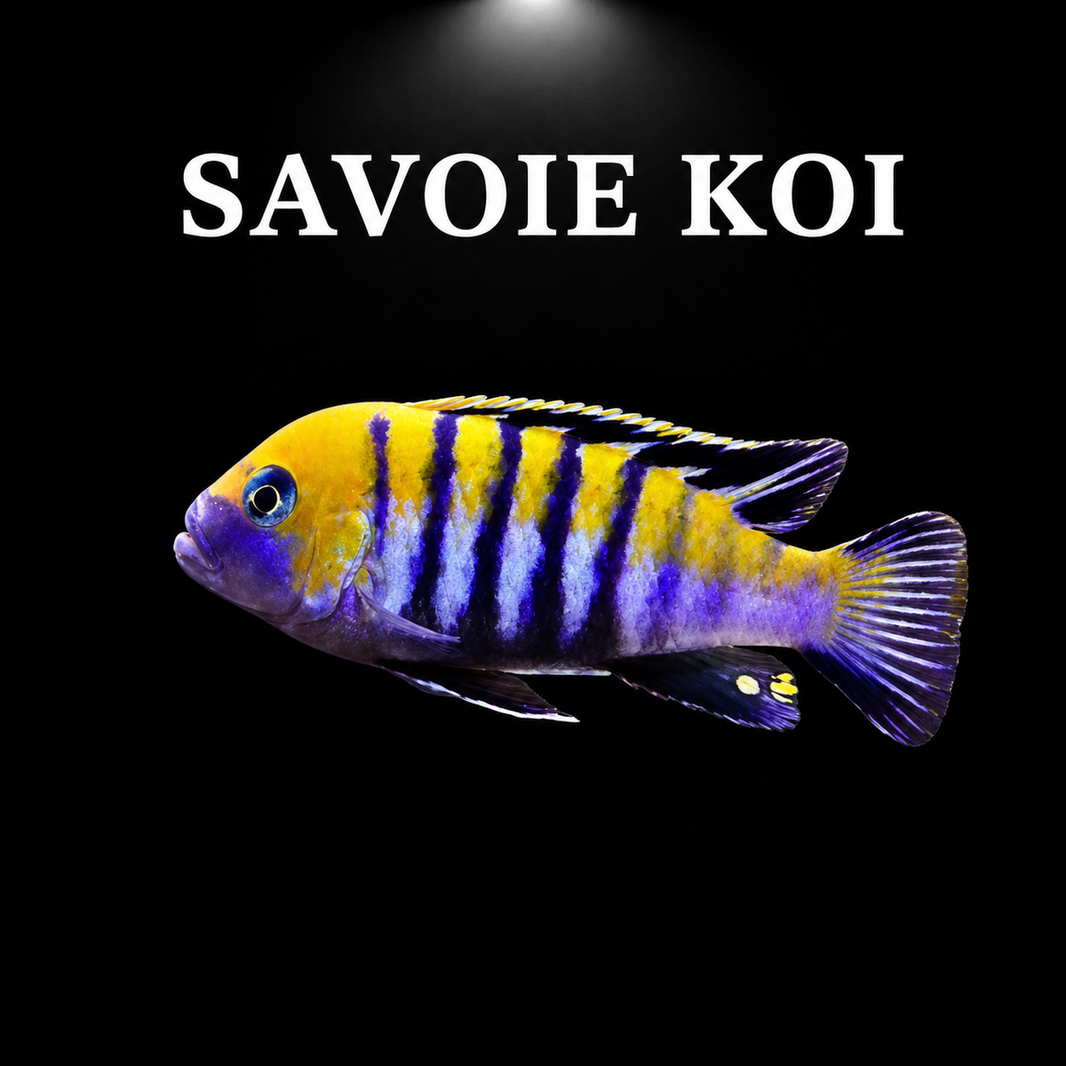 Cynotilapia afra cobue 4-6 cm - Cichlidé du lac Malawi bleu ciel avec barres verticales noires
