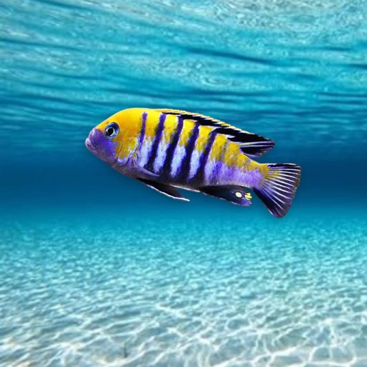 Cynotilapia afra cobue 4-6 cm - Cichlidé du lac Malawi bleu ciel avec barres verticales noires