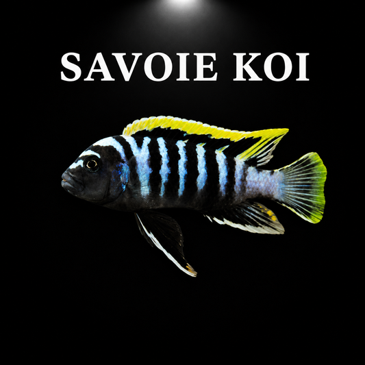 Cynotilapia afra red top likoma 5-6 cm - Cichlidé du lac Malawi corps bleu électrique