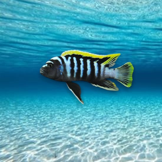 Cynotilapia afra red top likoma 5-6 cm - Cichlidé du lac Malawi corps bleu électrique