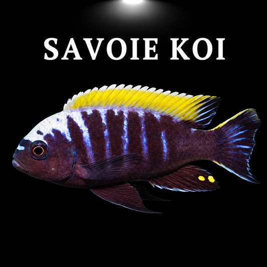 Cynotilapia aurifrons Nkhata Bay 4-6 cm – Mbuna bleu à front doré du lac Malawi, variété géographique rare