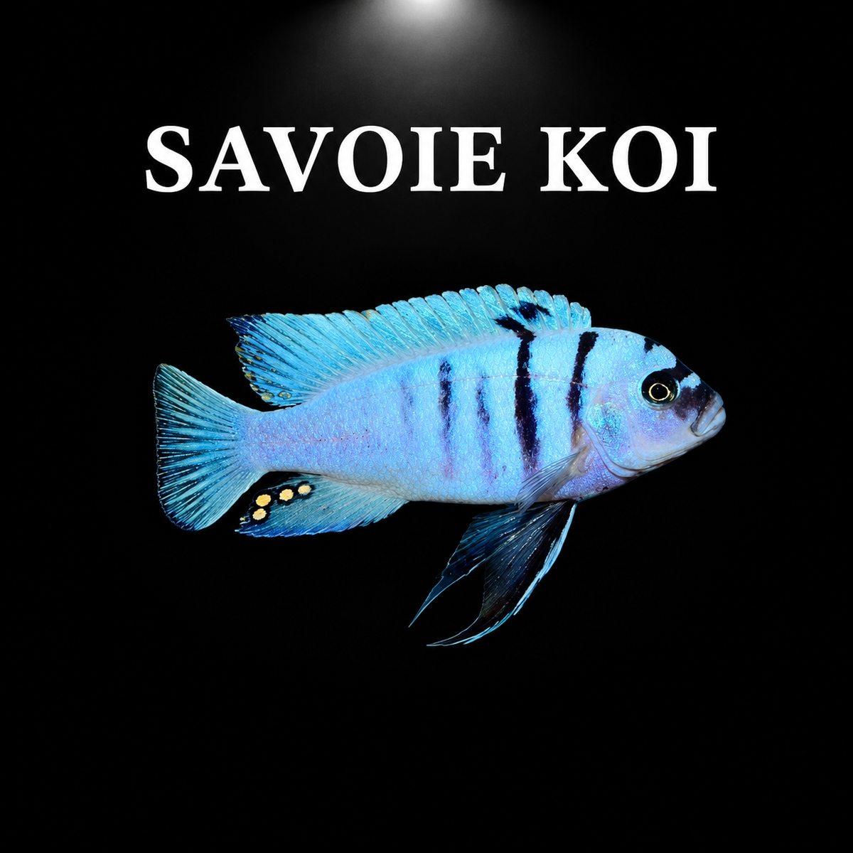Cynotilapia hara Gallireya Reef – mâle adulte bleu ciel pâle à larges bandes noires verticales et taches jaunes sur nageoire anale, cichlidé Mbuna du lac Malawi – Savoie Koi