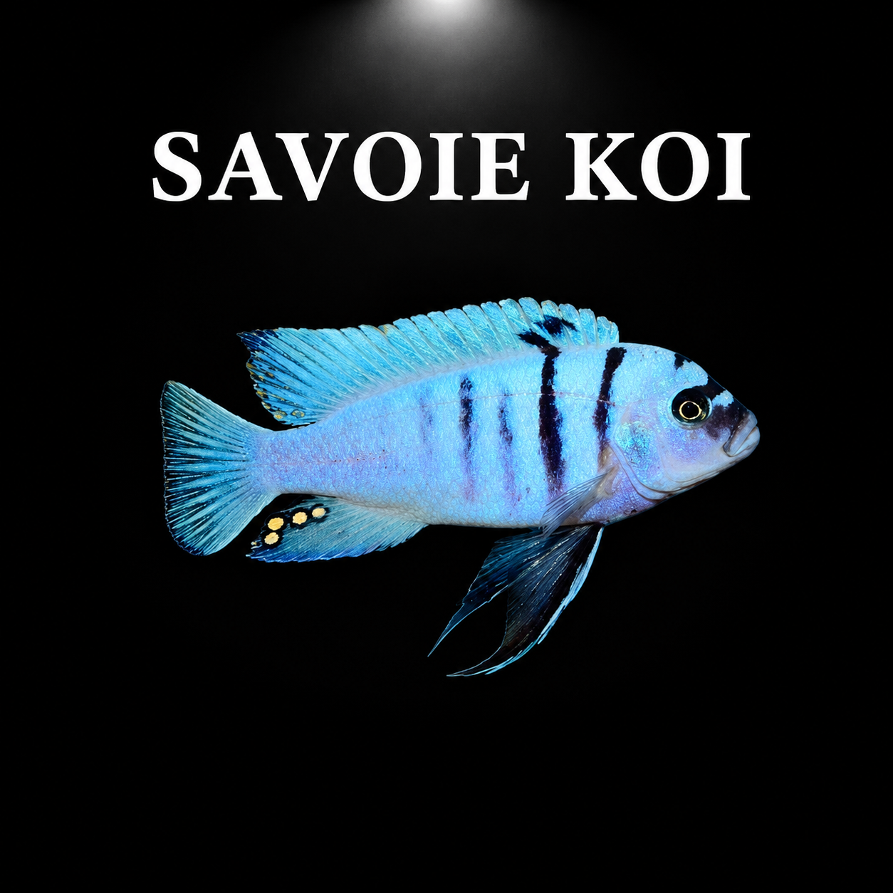 Cynotilapia hara Gallireya Reef – mâle adulte bleu ciel pâle à larges bandes noires verticales et taches jaunes sur nageoire anale, cichlidé Mbuna du lac Malawi – Savoie Koi